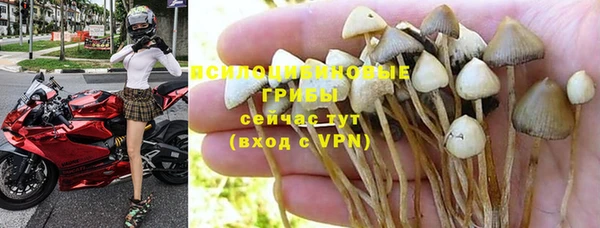сатива Балахна
